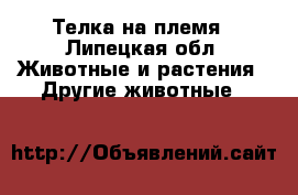 Телка на племя - Липецкая обл. Животные и растения » Другие животные   